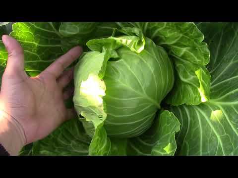 Обзор огорода на 5 июля 2023 года. Первое видео на канале Своя земля