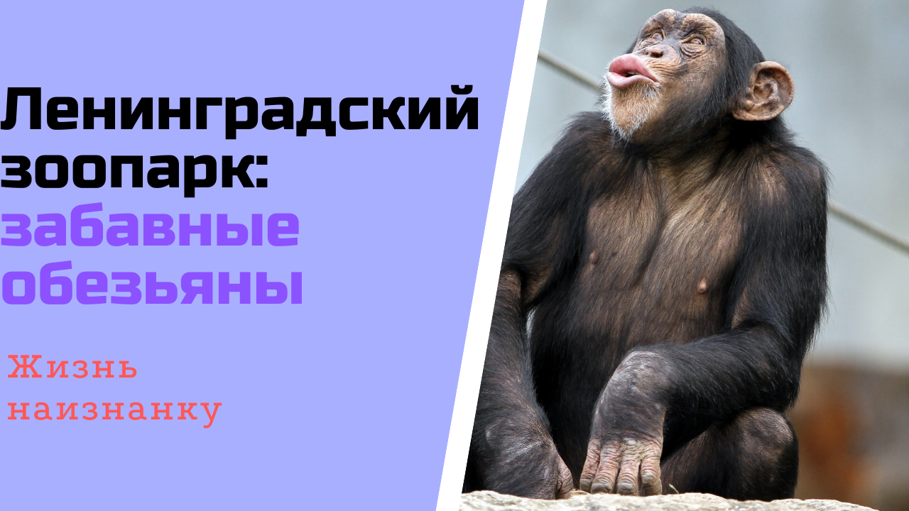 Зоопарк: смешные обезьянки