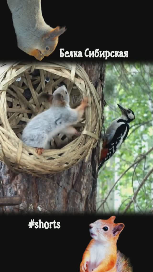 Дятел пытается согнать молодую белку