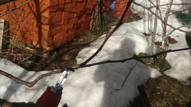 Обрезка плодоносящей груши