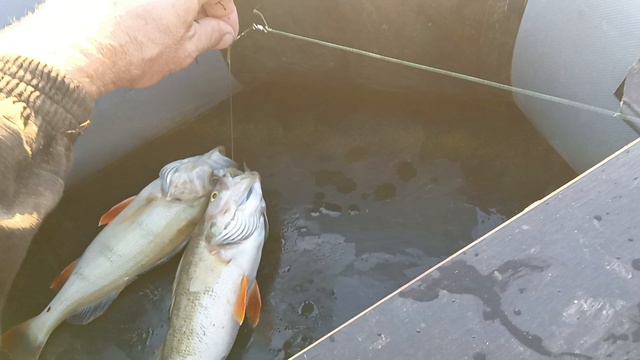 Перемет (перетяга) Проверка.18.07.24г.