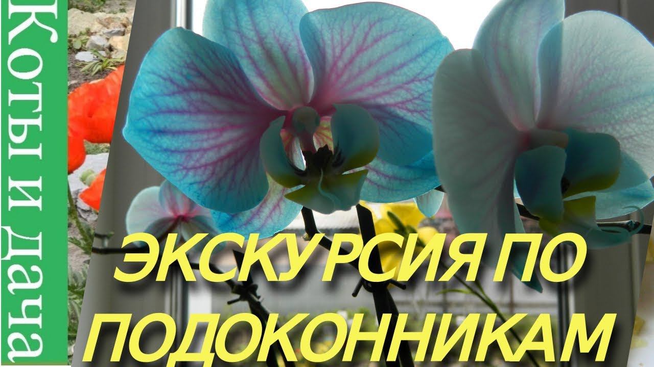 ЭКСКУРСИЯ ПО ПОДОКОННИКУ** Мои комнатные цветы и растения** ЦВЕТЫ НА ПОДОКОННИКЕ1** СЕНСАЦИЯ**