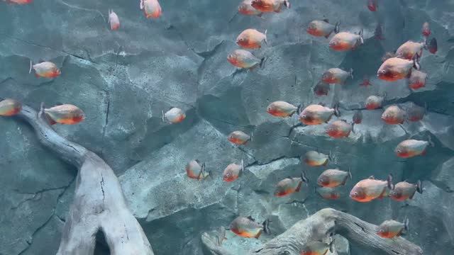 Океанариум - ТЦ Рио Москва