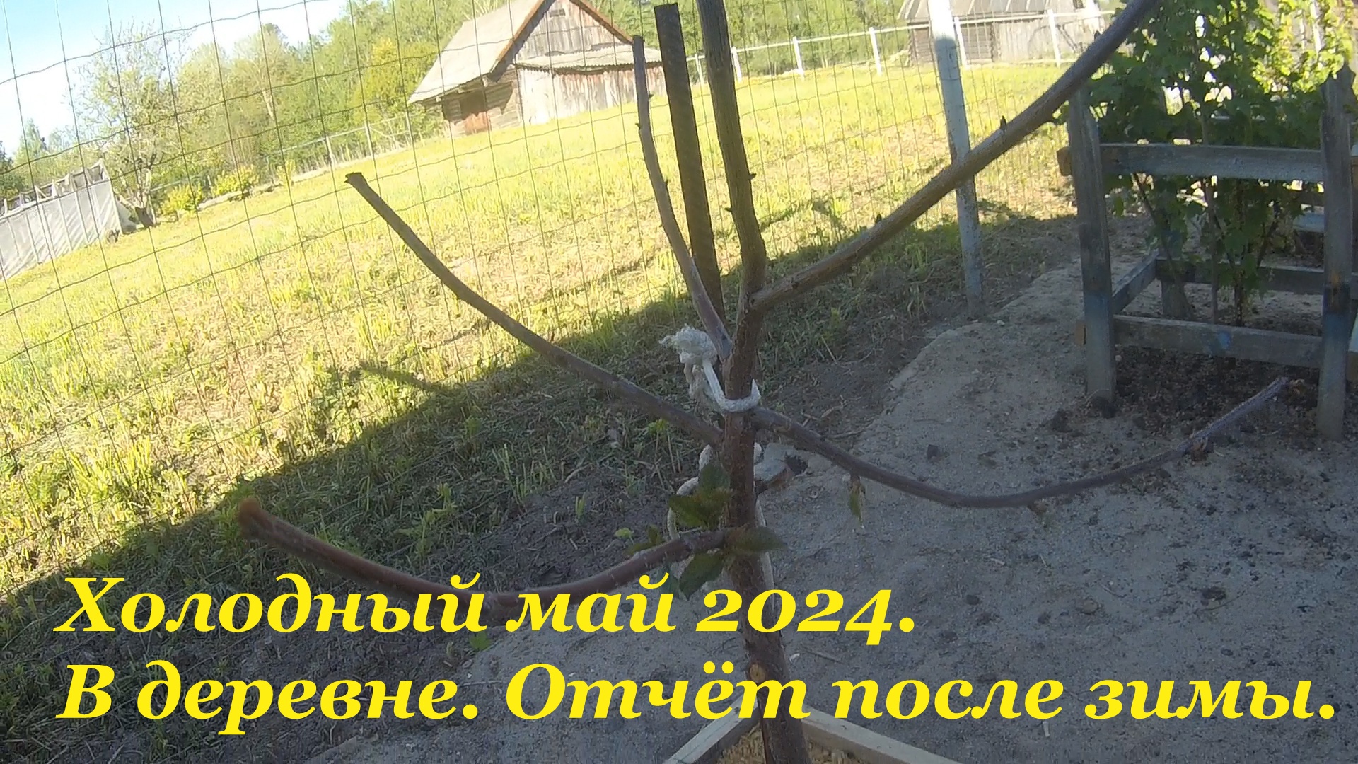 Деревня. Конец мая 2024 коротенький отчёт. Как перезимовал сад огород. Новые саженцы. Холодный май.