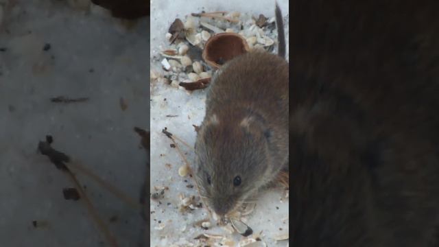 #shorts Мышка полевка испугалась