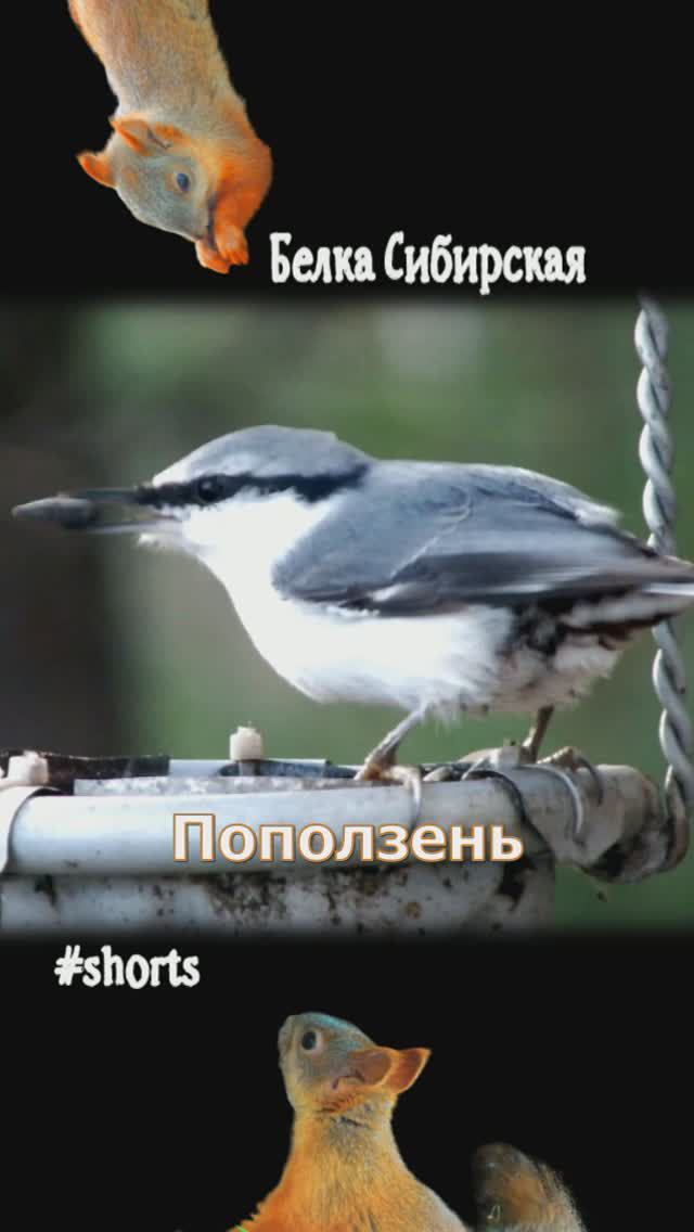 Лесные птички на качельке