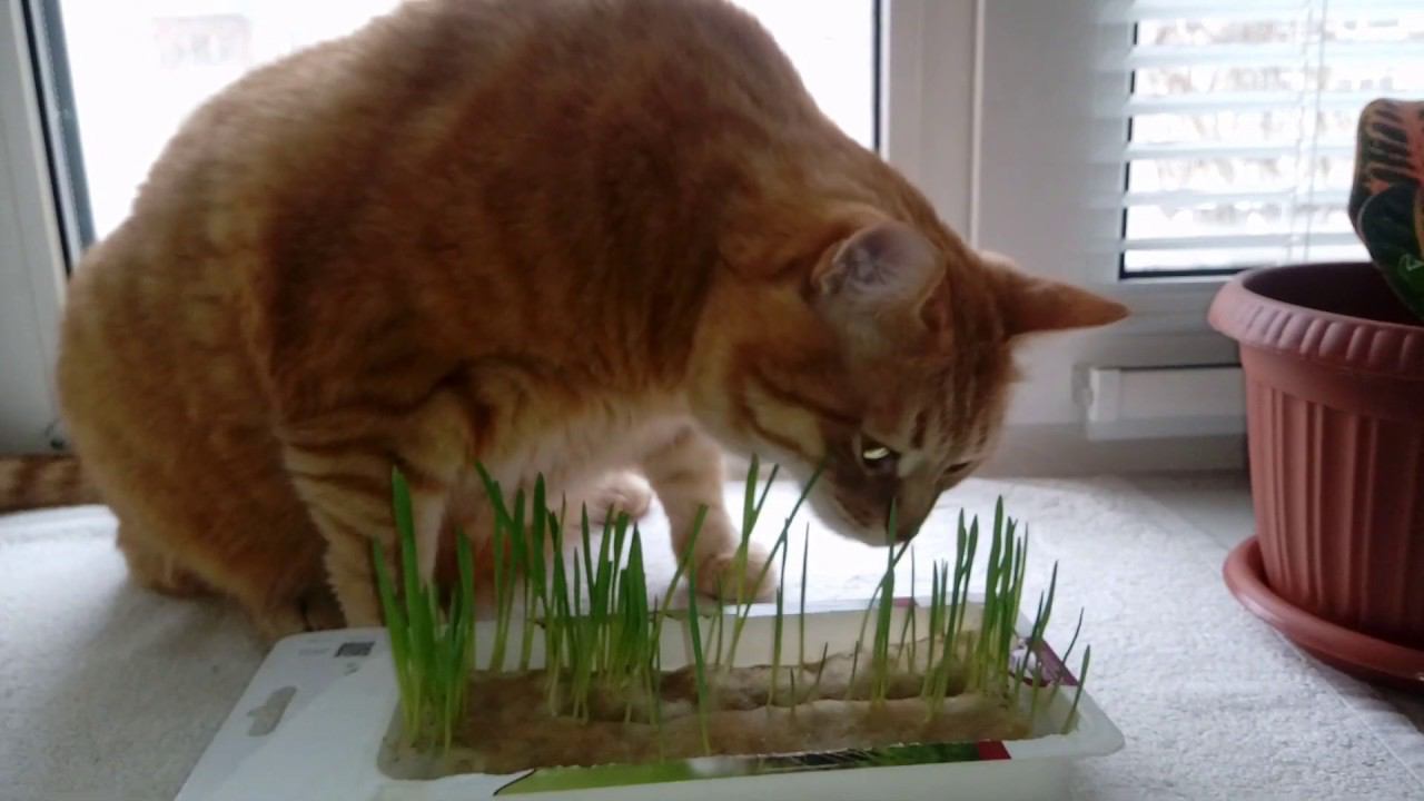 Лексус и трава