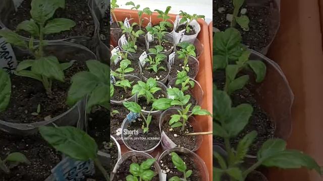 Не переливайте рассаду при пикировке!!!