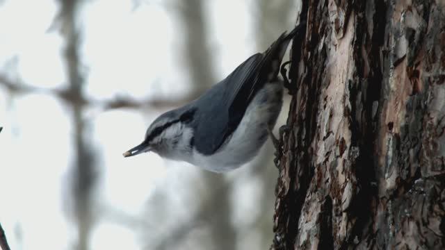 Синицы и поползень на кормушке
