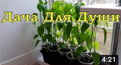 Недостаток АЗОТА: отчего, как понять и что делать????