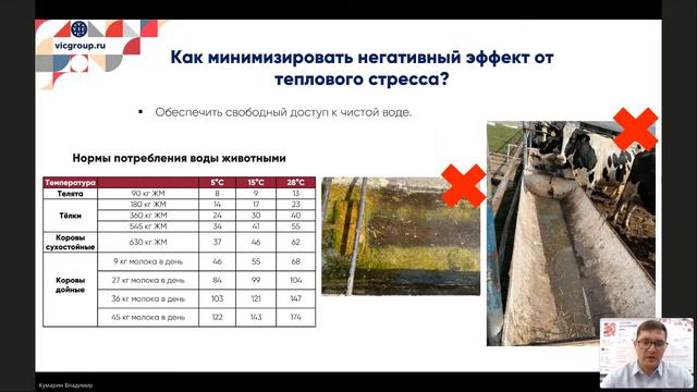 Тепловой стресс у КРС: профилактика и нестандартные методы борьбы для повышения продуктивности