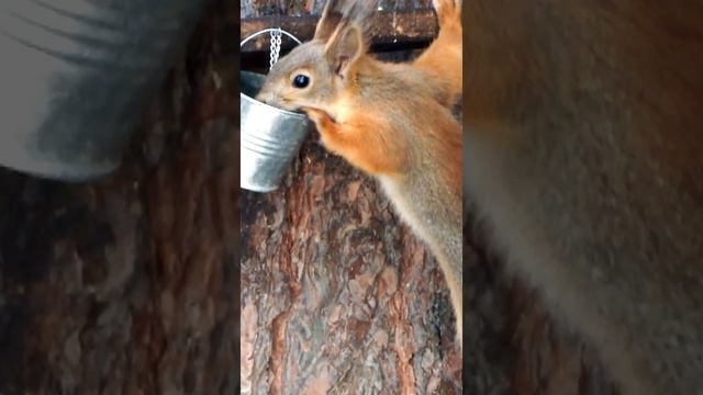 Белка пьет замедленно