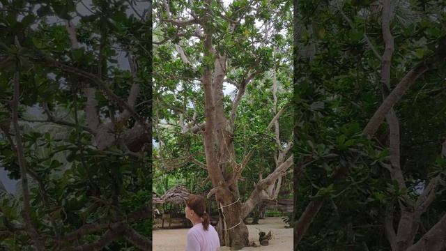 Секретная красотка на секретном пляже. Шри-Ланка.