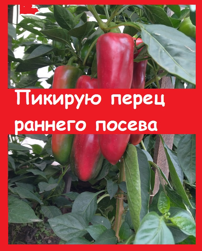 Пикирую перцы раннего посева для первого урожая