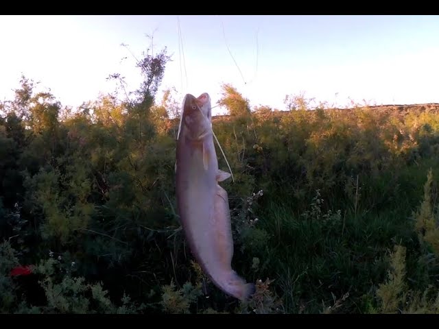 СОМЫ КЛЮЮТ ОДИН ЗА ОДНИМ. Спортивная рыбалка на речке