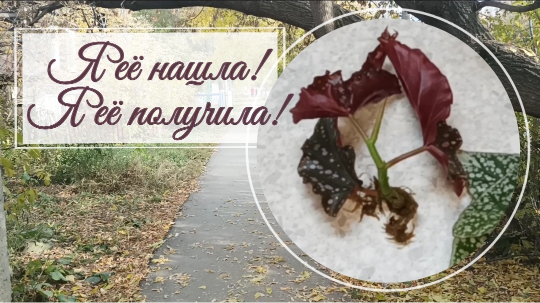 Самая желанная бегония Cracklin Rosie! Я ее нашла! Посылка с кейн - бегониями!