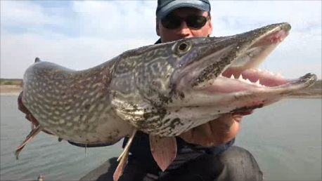 Крупная щука октябрь..2020.