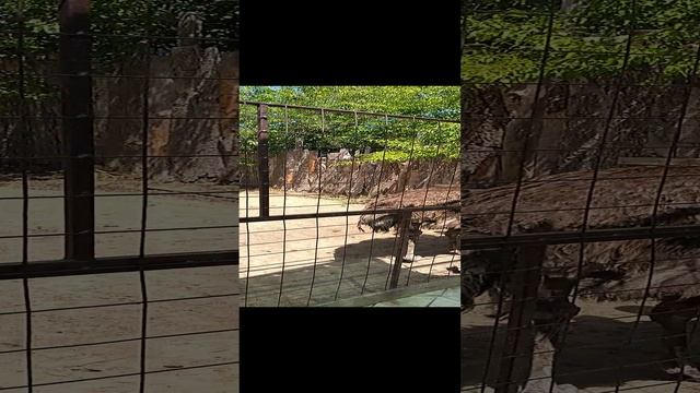 Страусы на Азовском море в станице Голубицкая