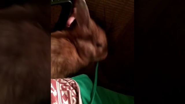 И зачем тебе такая длинная веревочка?