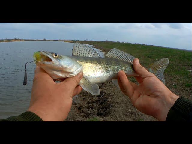 ТРУДОВАЯ РЫБАЛКА НА СУДАКА В НОВОМ МЕСТЕ. Разведка по мирной рыбе.