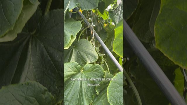 КАК ФОРМИРОВАТЬ ОГУРЦЫ