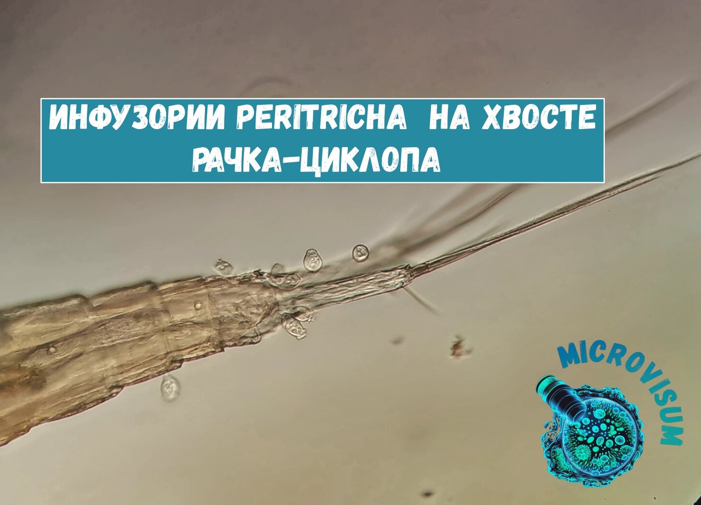 Инфузории Peritricha  на хвосте рачка-циклопа