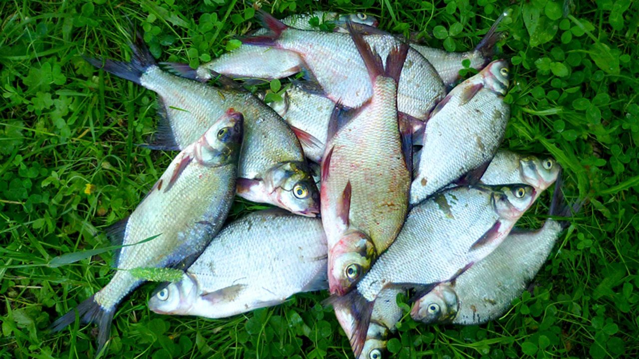 Самодельная насадка для мирной рыбы.