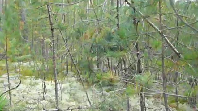 Кто пригибает молодые деревья в тайге