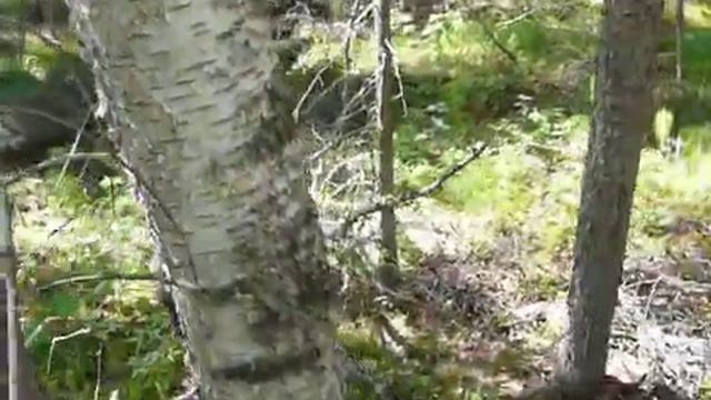 Ориентирование в еловом лесу (ворон) 33