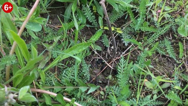 Павловния. Посадка в поле. Итоги после зимы 2020.