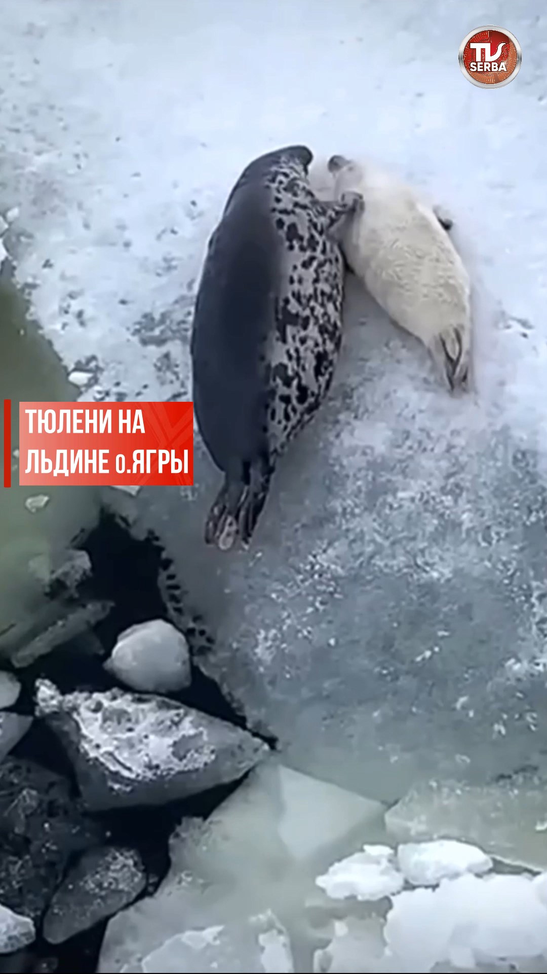 Я Тюлень и Мне Все Лень / СербаТВ 🔴