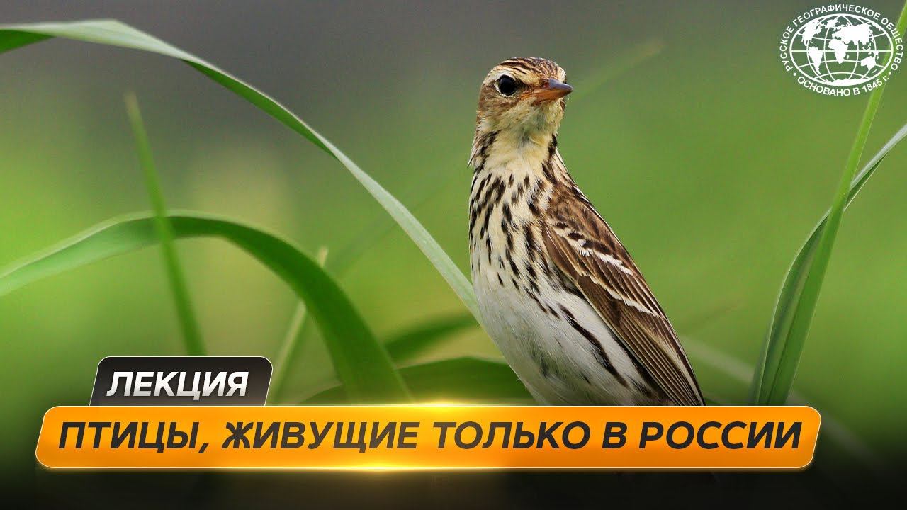 Эндемики России: птицы и млекопитающие | @Русское географическое общество