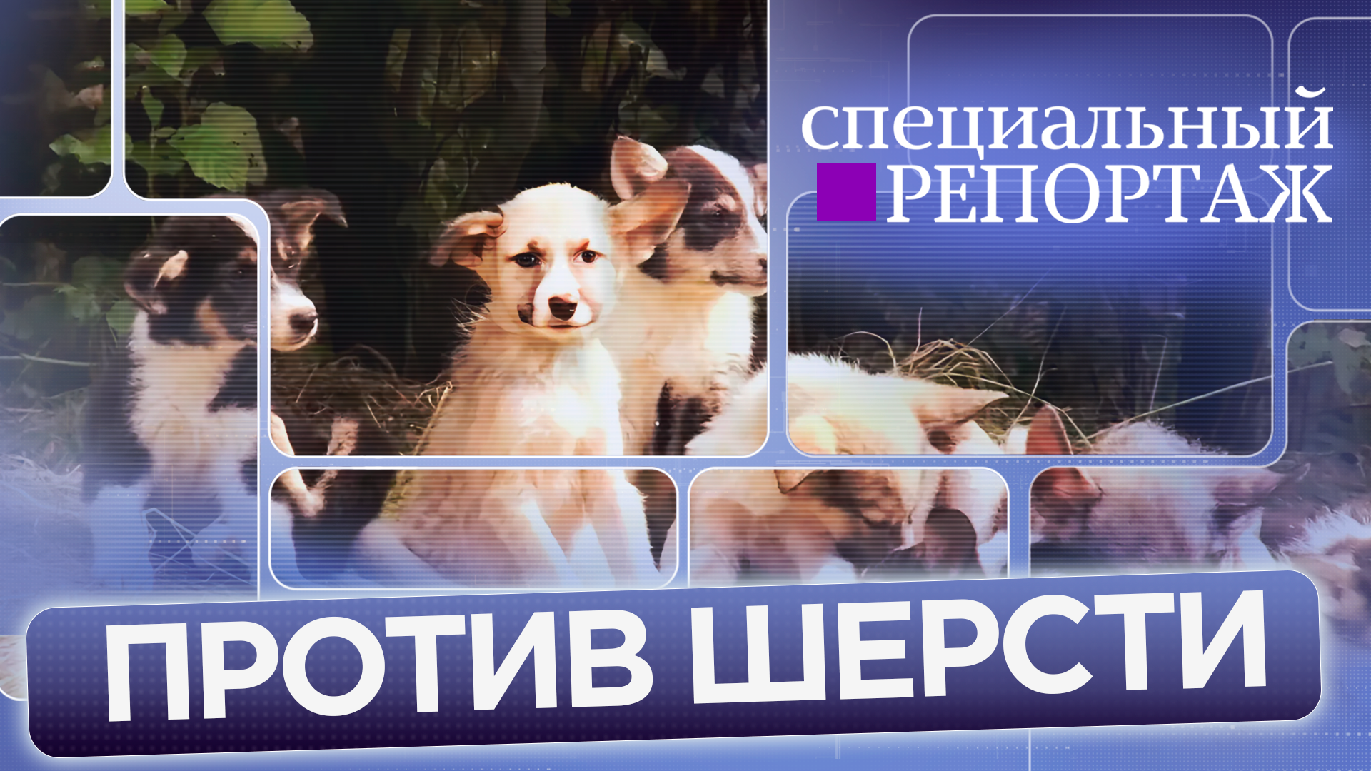 «Против шерсти»