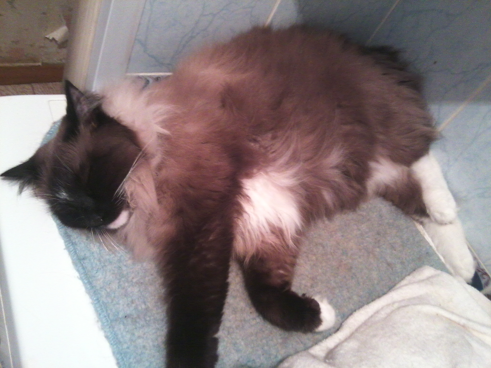 Бася умывается