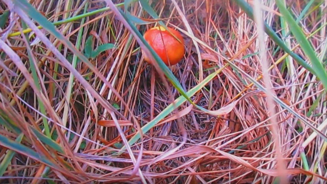 Тихая охота. Маслята