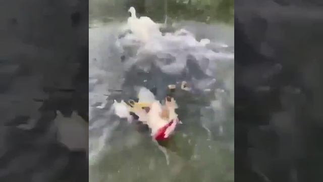 Нахальная утка испортила весь отдых..