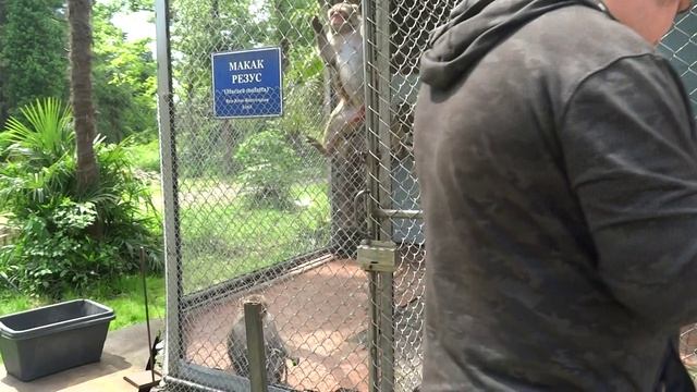 Обезьяний питомник. Сухум. Абхазия.