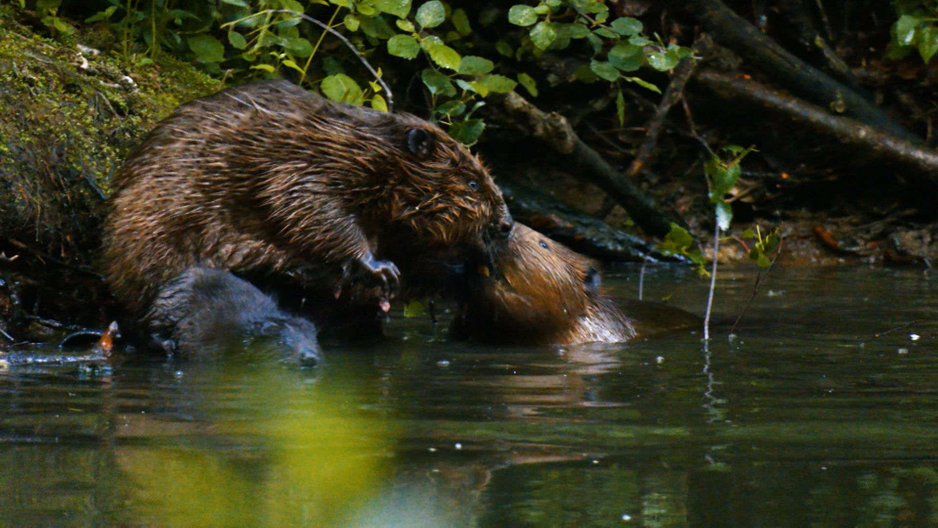 Дикие выходные с Павлом Глазковым. 8 июня