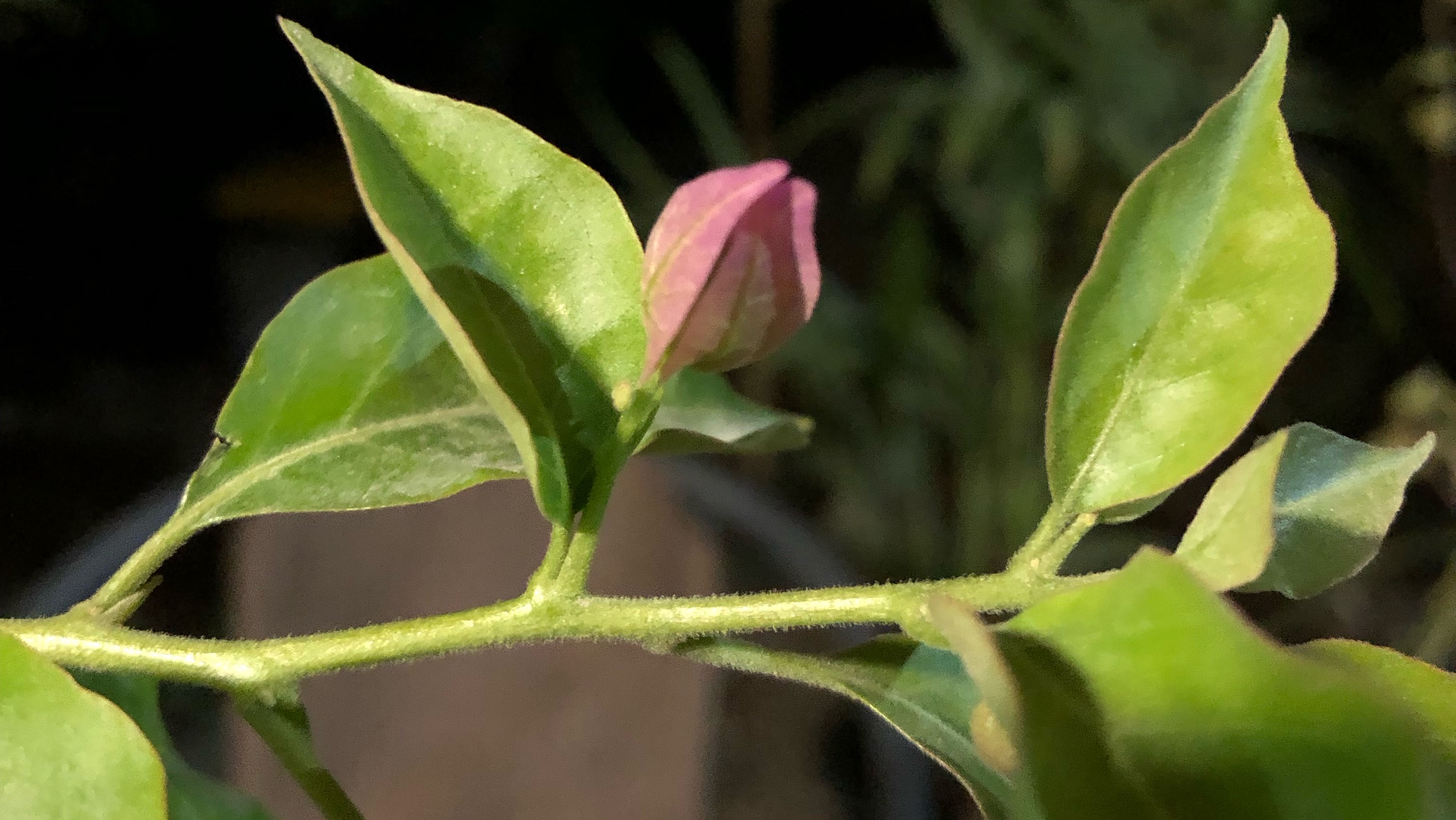 Бугенвиллея на штамбе.