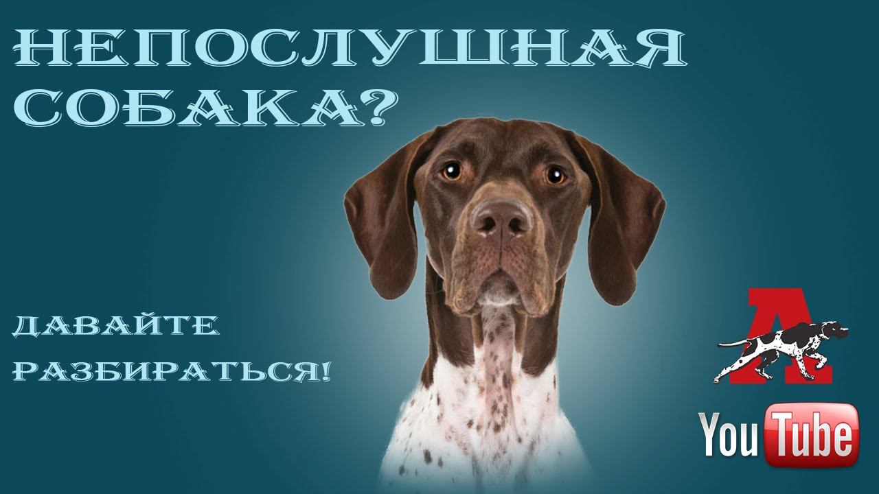 Как себя вести, если щенок не слушается?