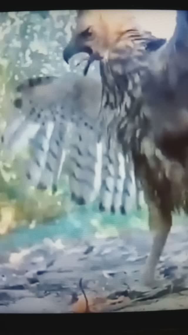 Южноамериканский орёл ГАРПИЯ - гроза змей.#Shorts