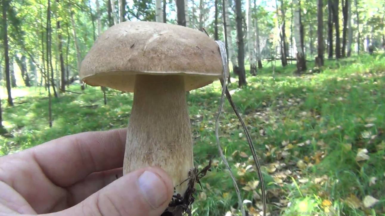 Белые Грибы 16 августа 2024 Сбор Белых Грибов Исходник