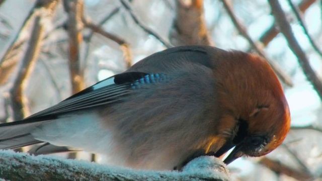 Сойка и ее голоса