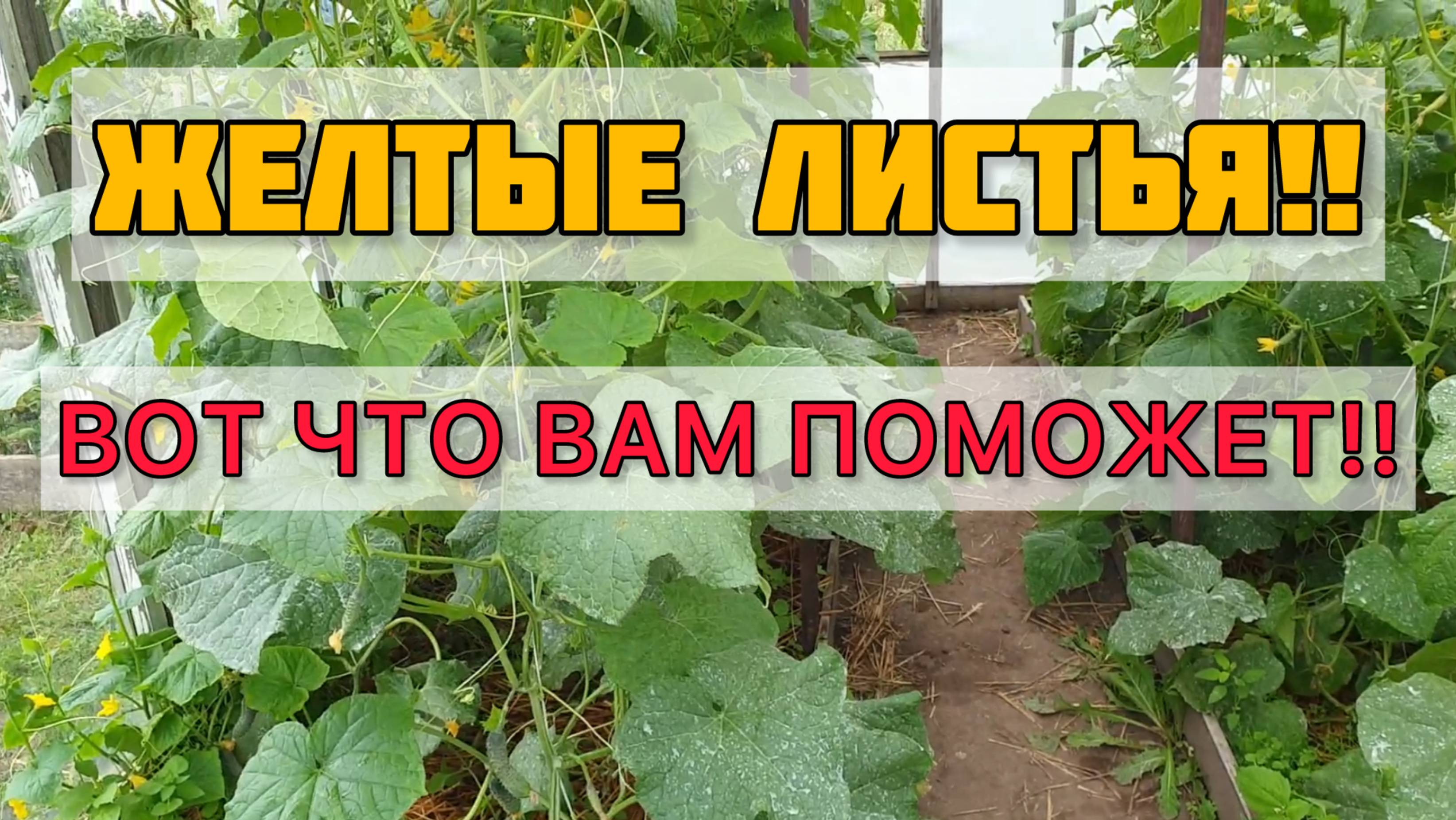 1 таблетка + дегтярное мыло. Огурцы не желтеют даже в августе. Супер урожай.