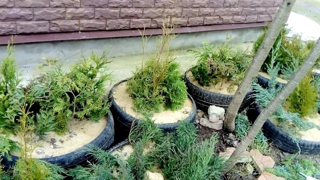 Размножение хвойных черенкованием в мокром песке