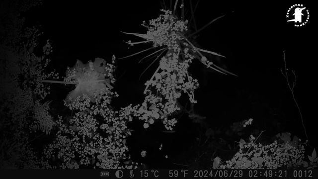 Фотоловушка Ночные кадры