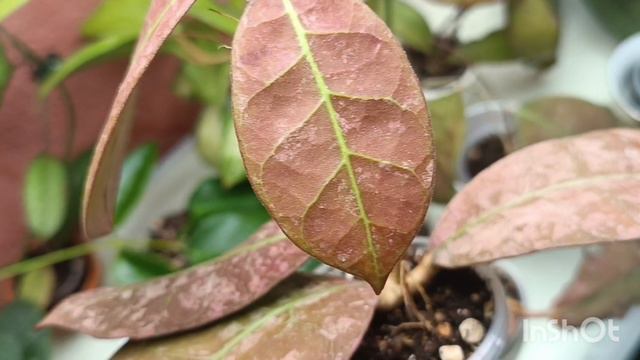 осенние хойи