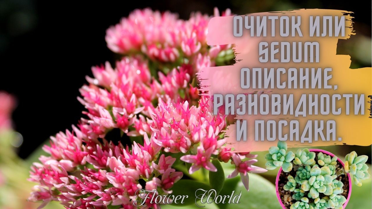 Очиток или Sedum описание, разновидности и посадка.☘😍