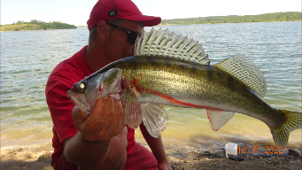 СУДАК. Ловля на живца.Выбор места на судака коряги.