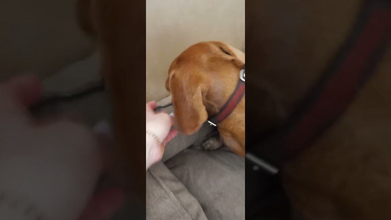 Джулечке купили новый лежак